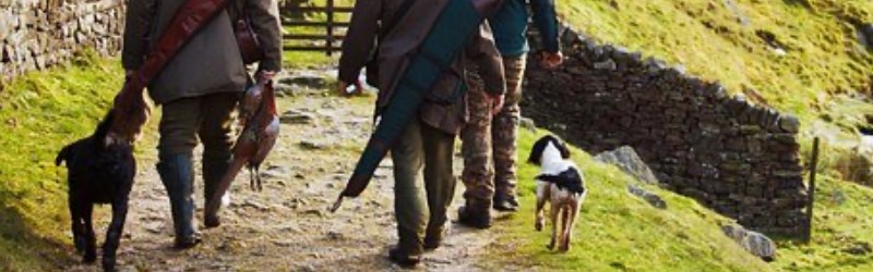 Comment choisir son chien de chasse ?