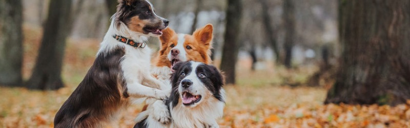 Comment choisir un collier de dressage pour un chien de chasse ?