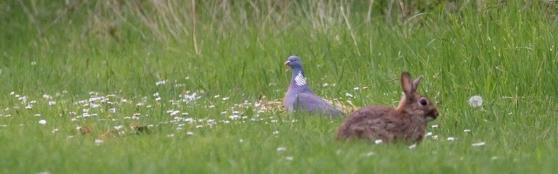 Amiens, les pigeons ramiers ravagent les cultures maraîchères
