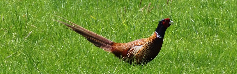 Réimplantation du faisan par les chasseurs