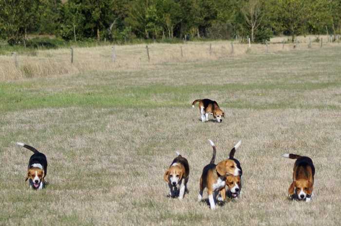 Meute beagles (renards - chevreuils)